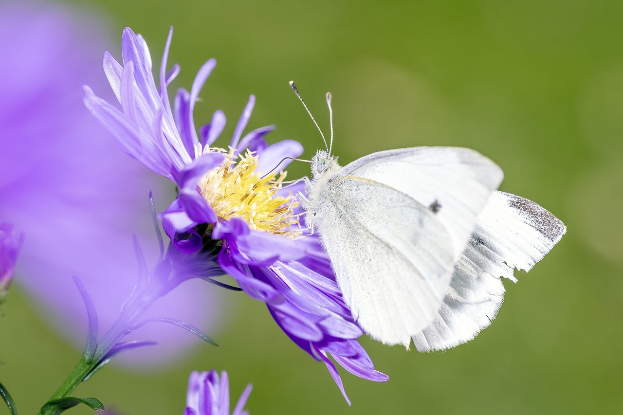 The Role of Natural Pesticides in Eco-Friendly Farming